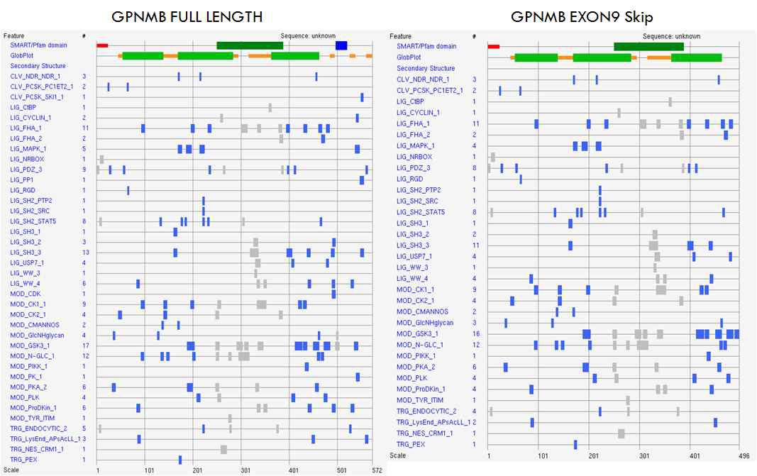 Full length의 GPNMB와 exon 9 이 skip되는 경우의 protein domain 변화비교