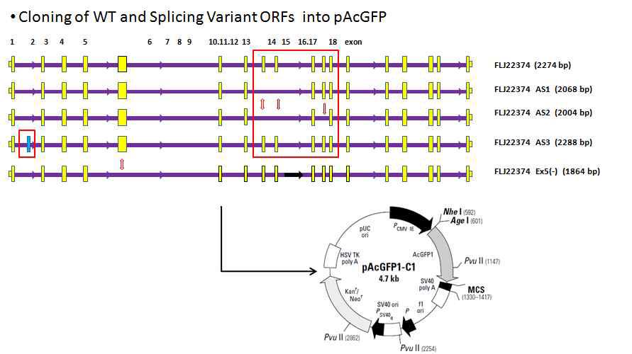 환자시료와 위암 세포주로부터 얻어진 alternative spliced FLJ22374 ORF의 cloning.