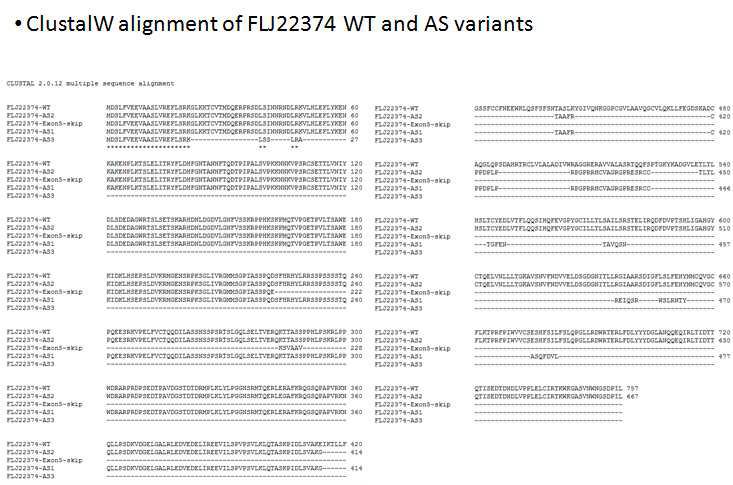 세 가지 FLJ22374 alternative splice form과 정상 form의 protein서열을 CLUSTAL W 로 align한 결과.