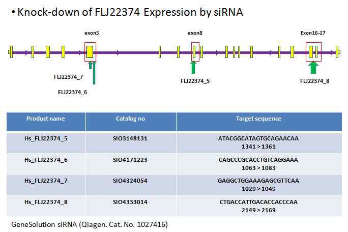FLJ22374의 발현을 knock-down하기 위하여 사용한 siRNA의 유전자상 분포.