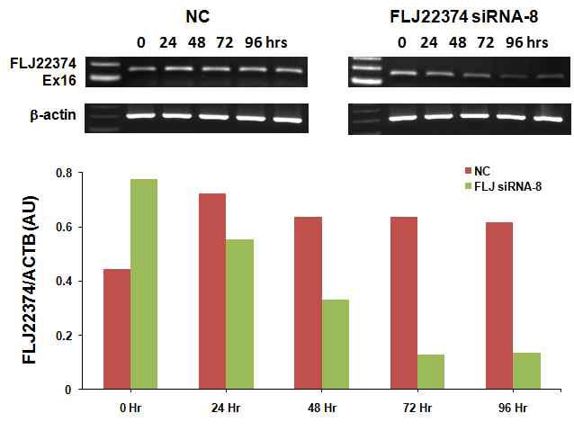 FLJ22374 siRNA-8에 의한 FLJ22374의 transcript level에 관한 영향을 RT-PCR을 이용 하여 측정한 결과.