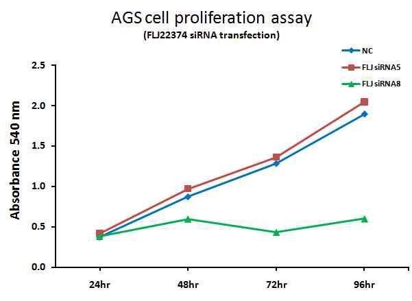 FLJ22374 siRNA-5, siRNA-8 처리 시 AGS cell line의 proliferation에 미치는 영향을 MTT assay를 통하여 측정한 결과.