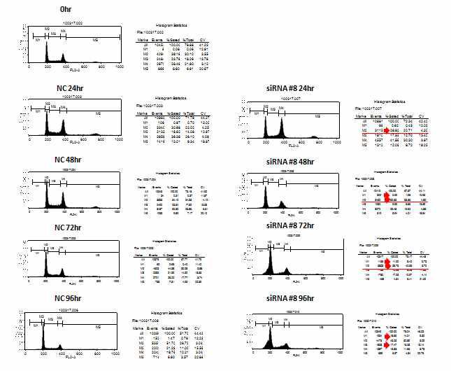 FLJ22374 siRNA-8을 AGS cell line에 처리시 나타나는 cell cycle의 변화를 flow cytometry를 이용하여 24시간 간격으로 96시간 동안 측정한 결과.