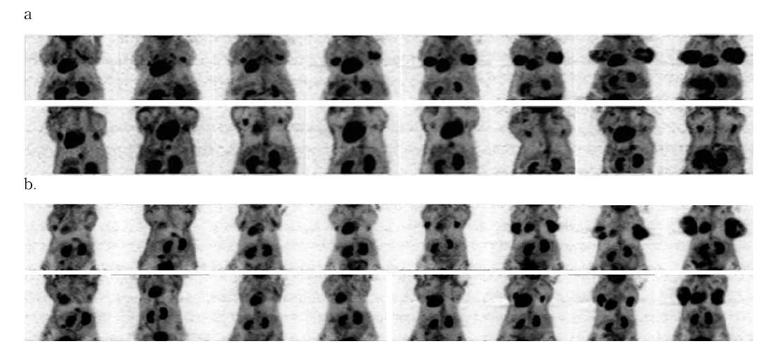 갑상선암동물모델에서 FDG-PET a. DRO90 종양모델 b. FTC133종양모델