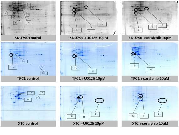 Different expression of proteins after treatment of U0126 and Sorafenib