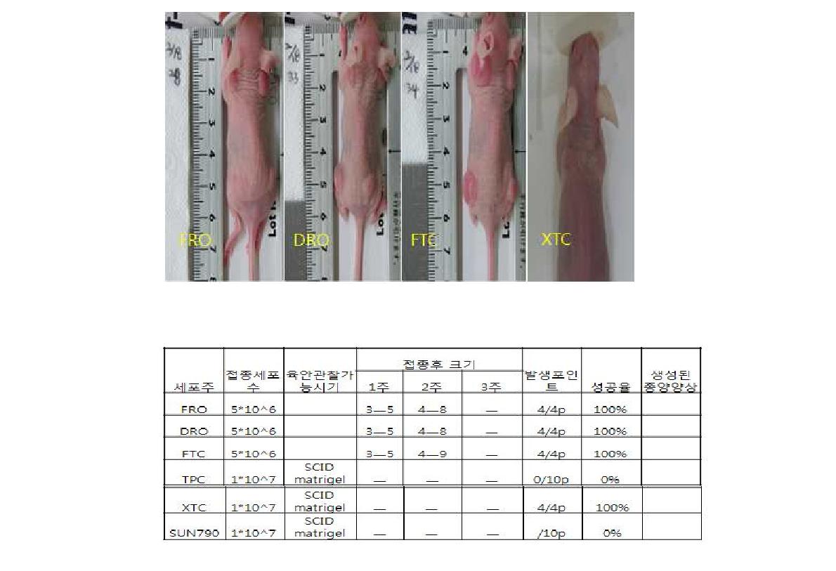 갑상선암세포주의 동물모델 성공률