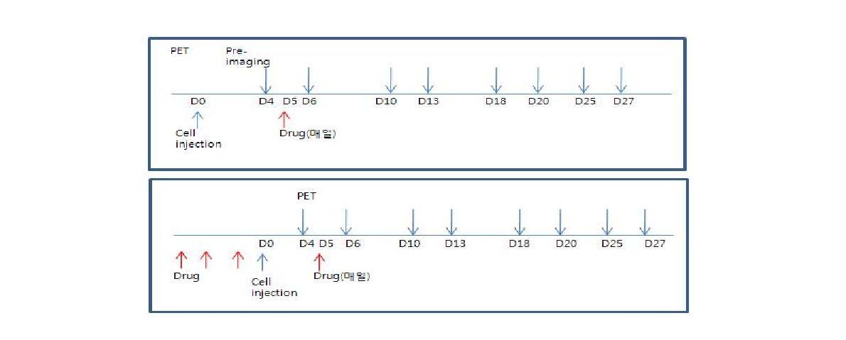 갑상선암 치료모델 분자영상 스케줄. 윗그림 - advanced tumor model, 아 래그림 - early stage tumor model.