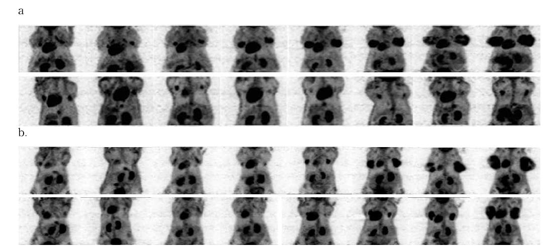 갑상선암동물모델에서 FDG-PET a. DRO90 종양모델 b. FTC133종양모델