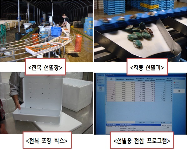 그림 5-9 JADE TIGER Abalone사의 전복 선별 및 포장