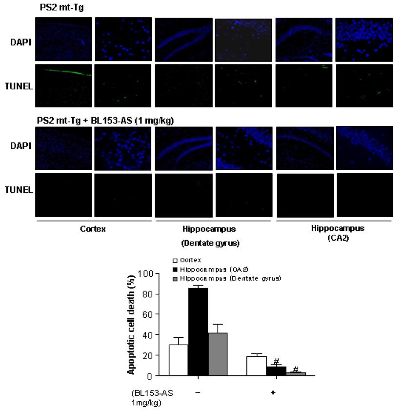 유전자 변형 동물에서의 BL153-AS의 신경 세포사 억제 효과
