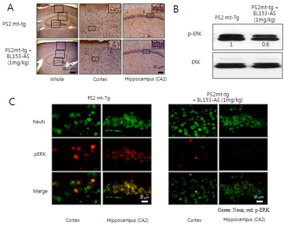 유전자 변형 동물 모델 (Presenilin 2 Tg mouse)에서의 BL153-AS의ERK 발현에의 효과