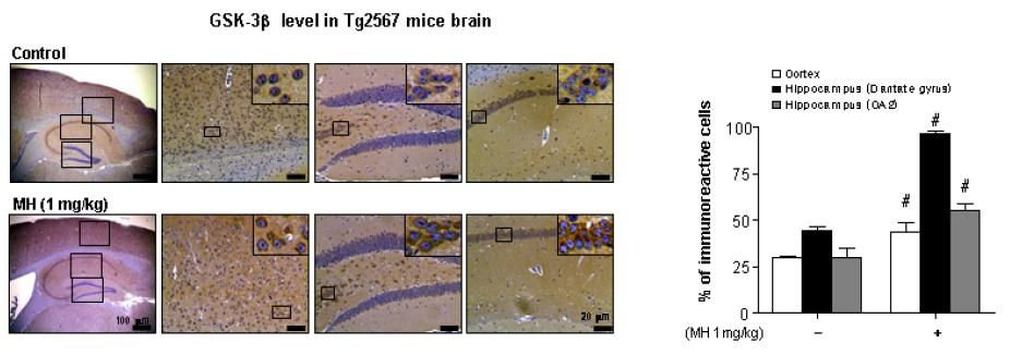 유전자 변형 동물에서의 BL153-AS의 신경 세포사 억제 효과