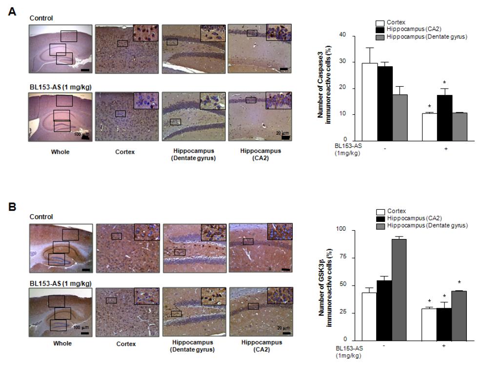 BL153-AS가 유전자 변형에 의한 치매 동물 (Tg2576 mouse)에서의 세포사에 관련된 유전자 발현에 대한 영향
