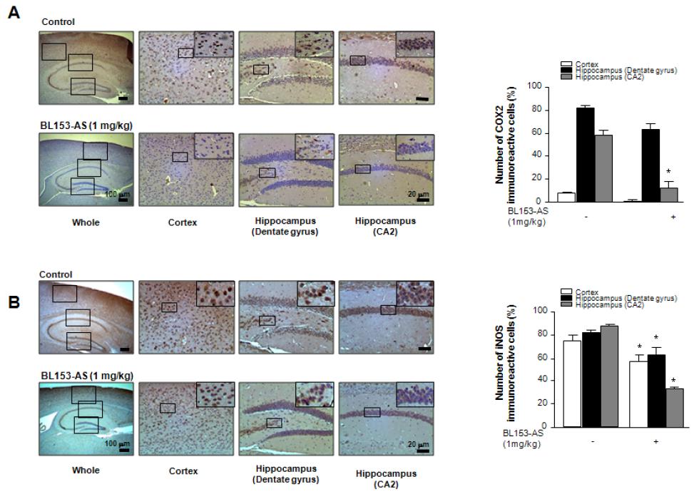 BL153-AS가 유전자 변형에 의한 치매 동물 (Tg2576 mouse)에서의 염증반응 효소 (COX2와 iNOS) 발현에 대한 영향