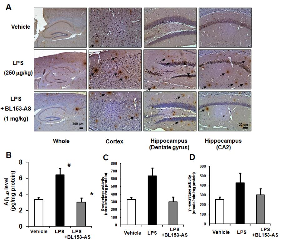 LPS 투여로 유도된 치매 동물에서의 BL153-AS의 아밀로이드베타 단백질의 양과 β-secretase 및 γ-secretase에 관한 영향
