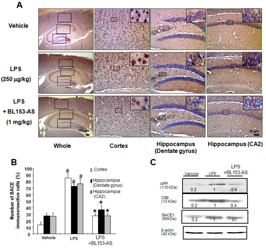 BL153-AS의 LPS투여로 유도된 치매 동물모델에서 아밀로이드베타 생성 억제 효능