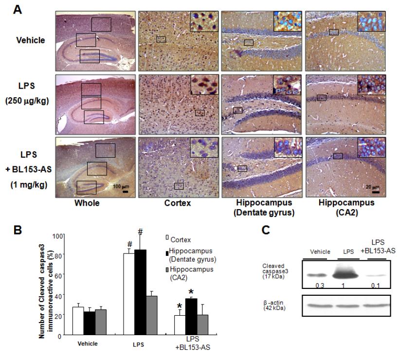BL153-AS가 LPS투여로 유도된 치매 동물모델에서 세포사에 관련된 유전자 발현에 대한 영향