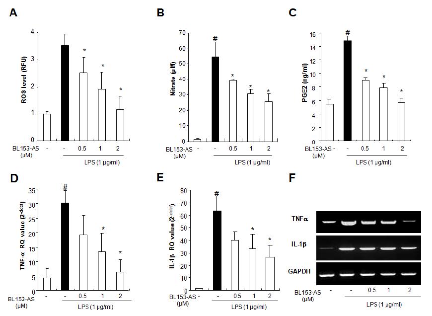 배양된 astrocyte에서 LPS에 의하여 유도된 염증성 반응에 대한 BL153-AS의 영향