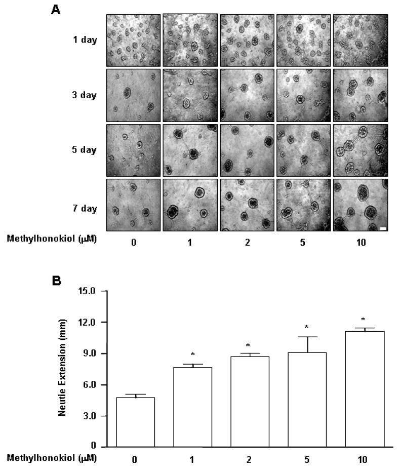 In vitro 에서의 BL153-AS의 Neurite outgrowth 효과