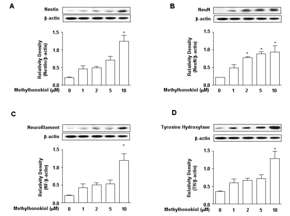 In vitro 에서의 BL153-AS의 Neurite outgrowth 관련 단백질 발현 증가 효과 (Ⅰ)