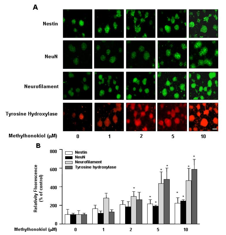 In vitro 에서의 BL153-AS의 Neurite outgrowth 관련 단백질 발현 증가 효과 (Ⅱ)