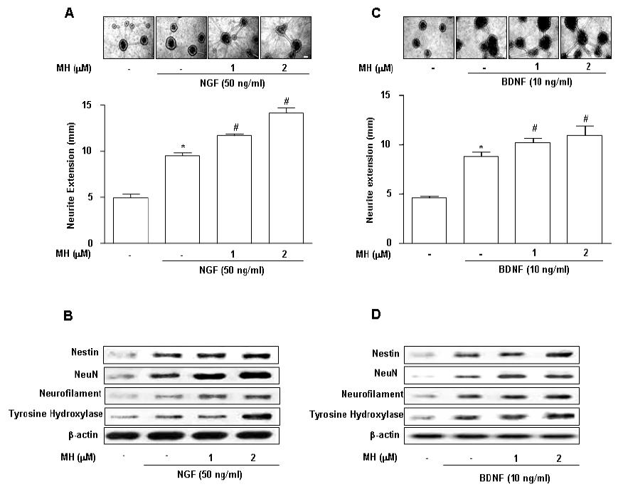 In vitro에서 BL153-AS의 Neurite outgrowth 효과