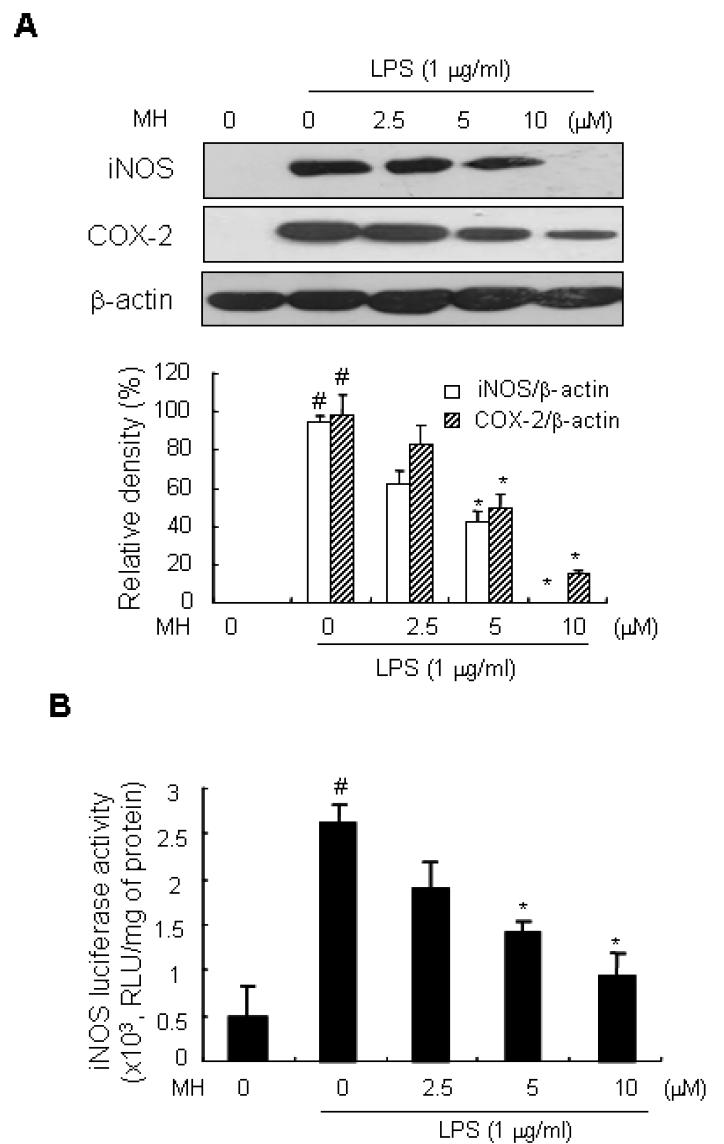 BL153-AS의 염증성 매개인자 단백질의 발현억제 효과