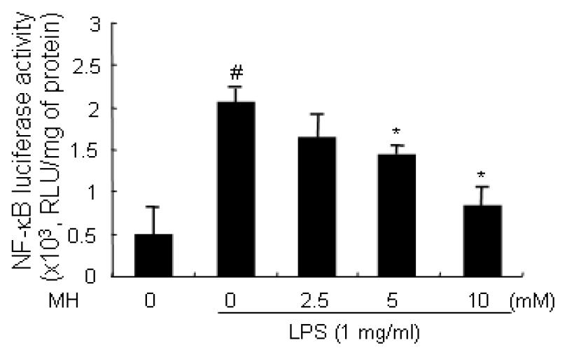 BL153-AS의 RAW 264.7 세포에서 LPS로 유도된 NF-κB Transcriptional activity에 대한 효과
