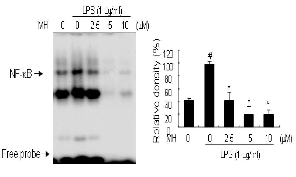 LPS로 유도된 RAW 264.7 세포에서 BL153-AS의 NF-κB DNA binding activity 억제 효과