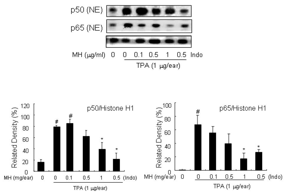 BL153-AS의 TPA에 의한 염증 유발 Mouse ear에서의 NF-κB Sub unit p65 및 p50 발현 억제 효과