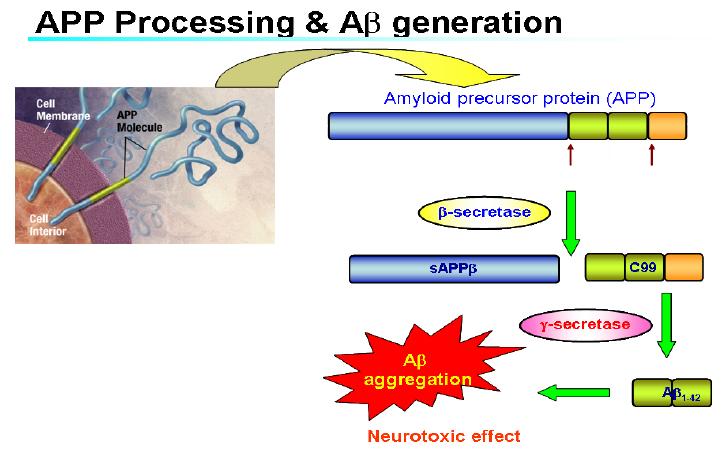 Amyloid의 생성과정 및 관여 효소