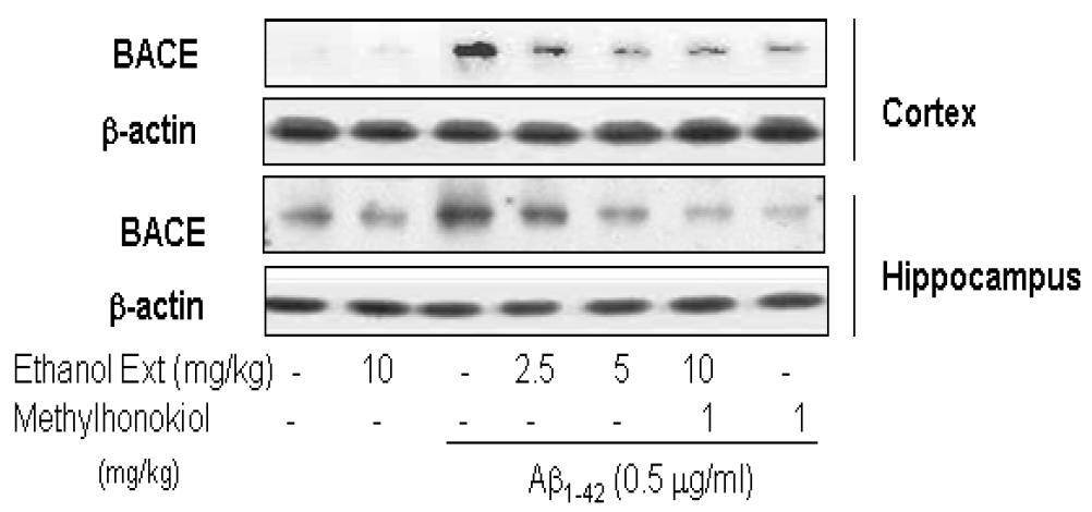 BL153-AS의 아밀로이드 형성 관련 단백질의 발현억제 효과