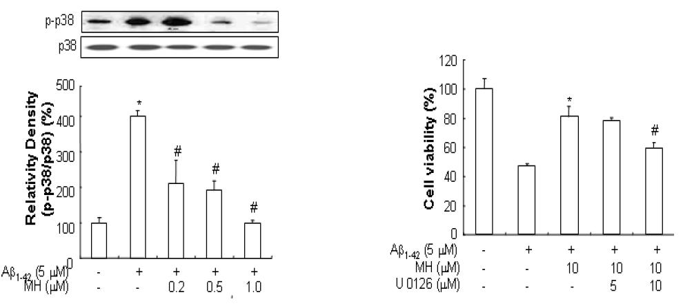 invitro에서 BL153-AS의 아밀로이드 베타에 의한 Map kinase 발현 및 그 inhibitor에 의한 세포성장 회복 억제 효과