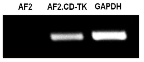 양수유래 줄기세포주인 AF2 및 모세포에 유전자 조작을 통해 CD-TK 유전자를 삽입한 AF2.CD-TK 세포주에서 CD-TK 유전자의 발현 확인(RT-PCR).