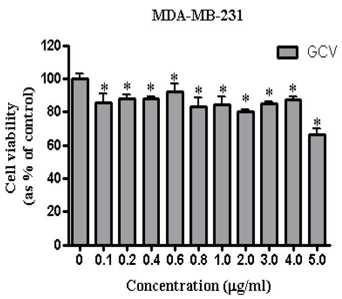 GCV처리 했을 경우 유방암 세포주의 cell viability.