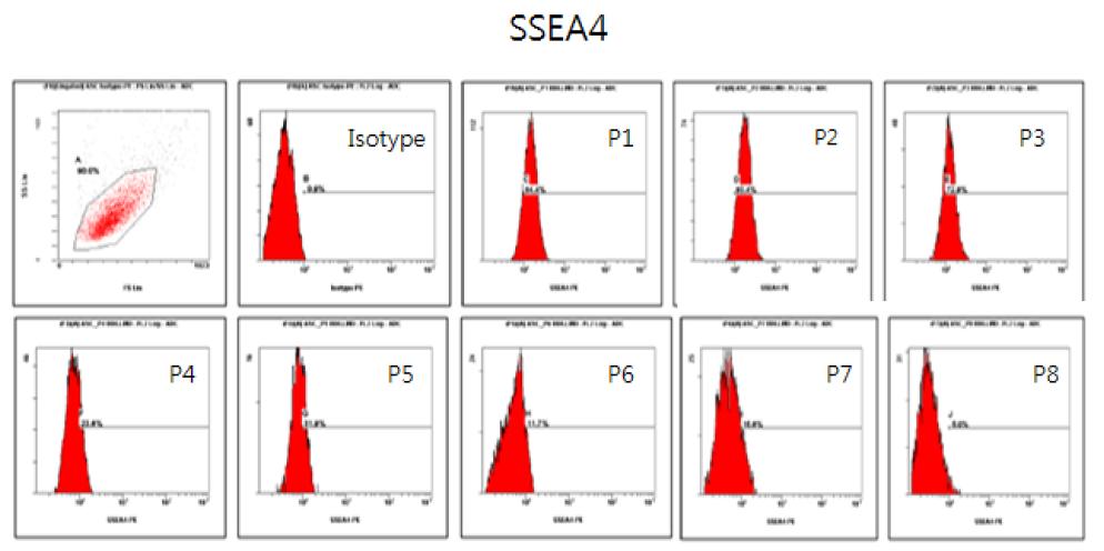 계대별 SSEA-4 flowcytometry 결과