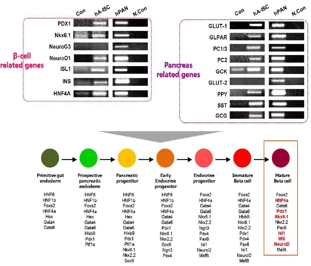 분화유도된 세포의 베타세포 및 췌장 호르몬 대사 관련 유전자 RT-PCR 분석