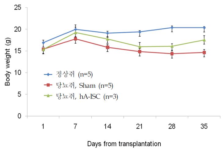 인슐린 분비세포 이식 후 몸무게 변화를 관찰함.