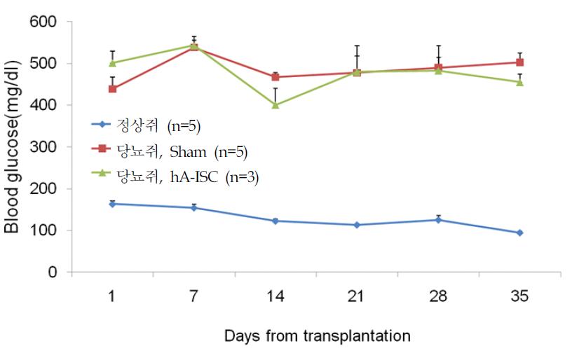 인슐린 분비세포 이식 후 혈당 변화를 관찰함.