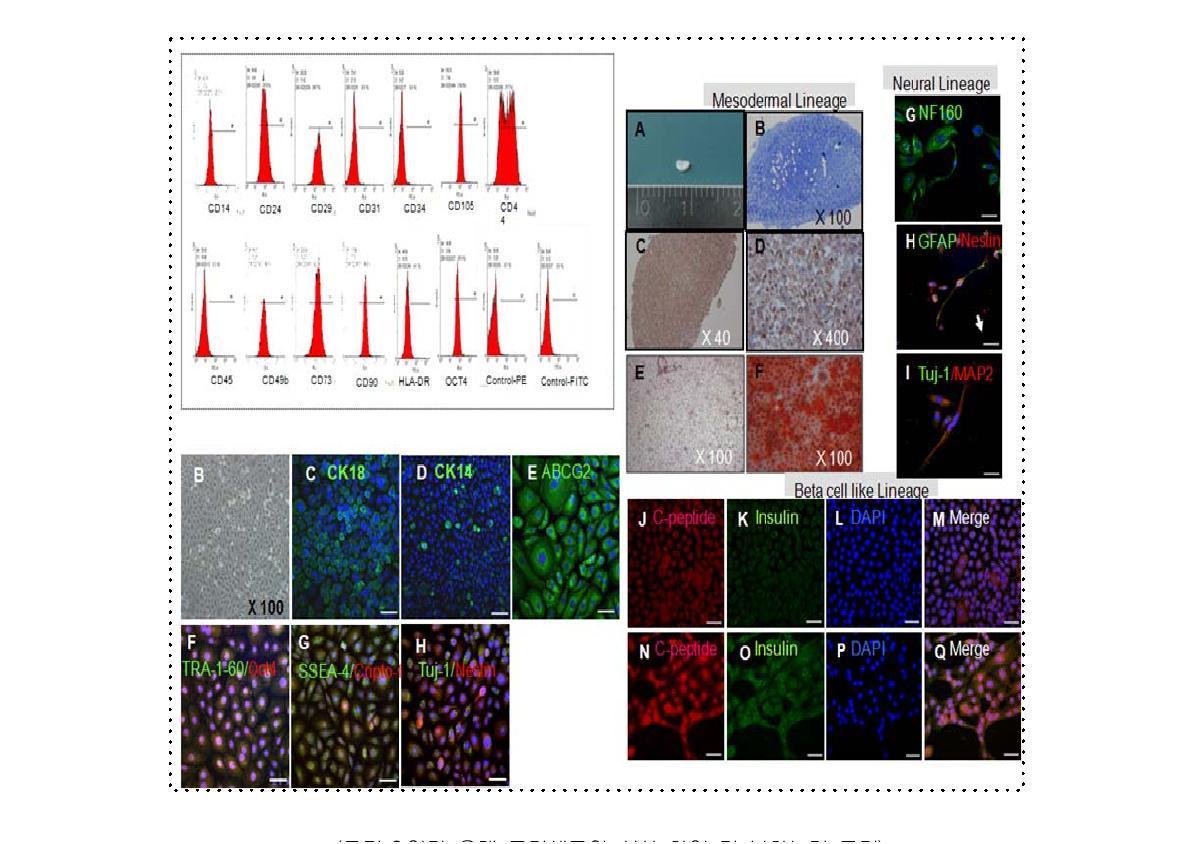 양막 유래 줄기세포의 성상 확인 및 분화능력 증명