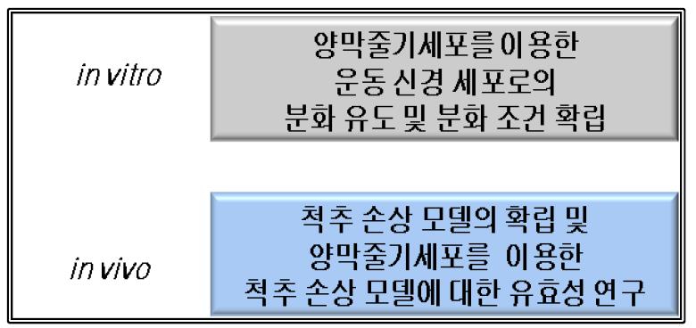 양막 유래 줄기세포를 이용한 실험 진행 목록