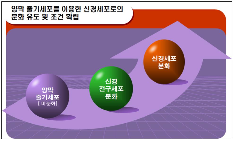 양막 유래 줄기세포를 이용한 분화 실험 전략