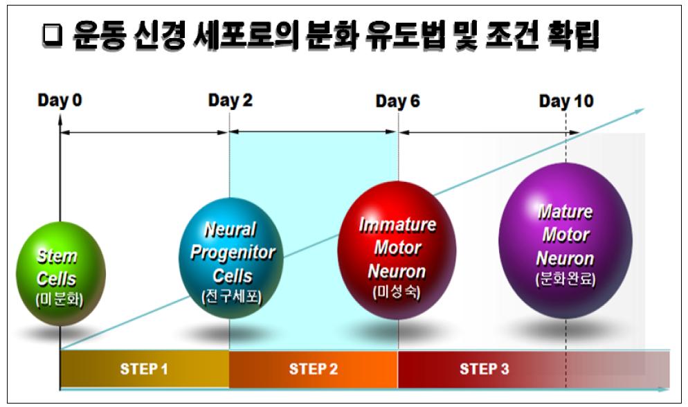 신경 세포로 분화를 위한 3 단계 분화법