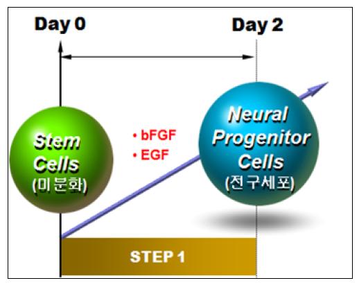 3단계 분화법 중 1단계