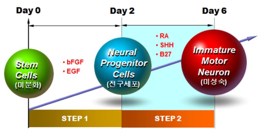 3단계 분화법 중 2단계