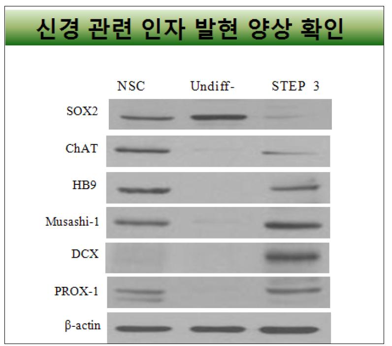 단계 분화 이후 신경 관련 인자의 발현 양상