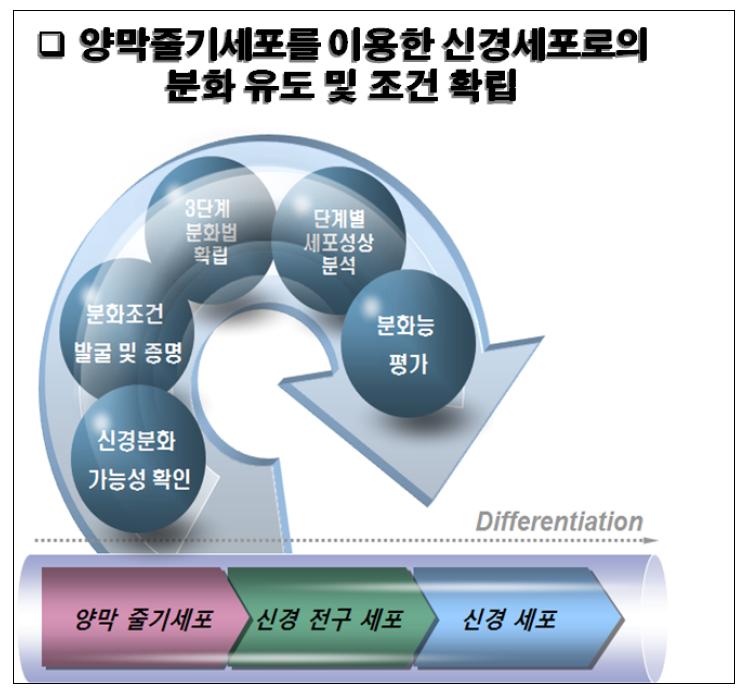 양막 줄기세포를 이용한 분화 전략 및 기술 체계도