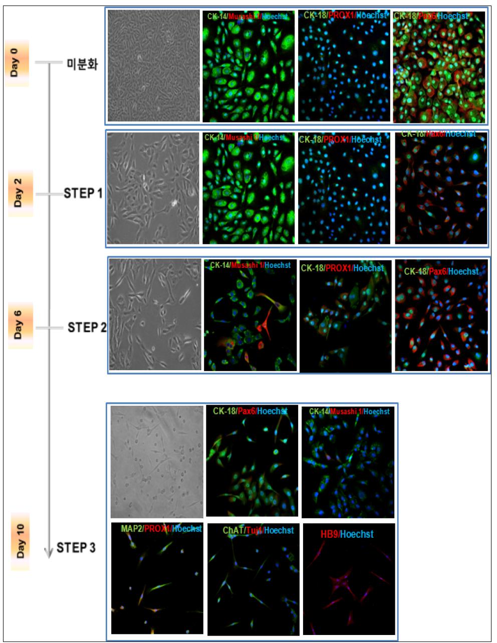 양막 줄기세포를 이용한 단계별 분화의 성상 및 세포 변화 확인