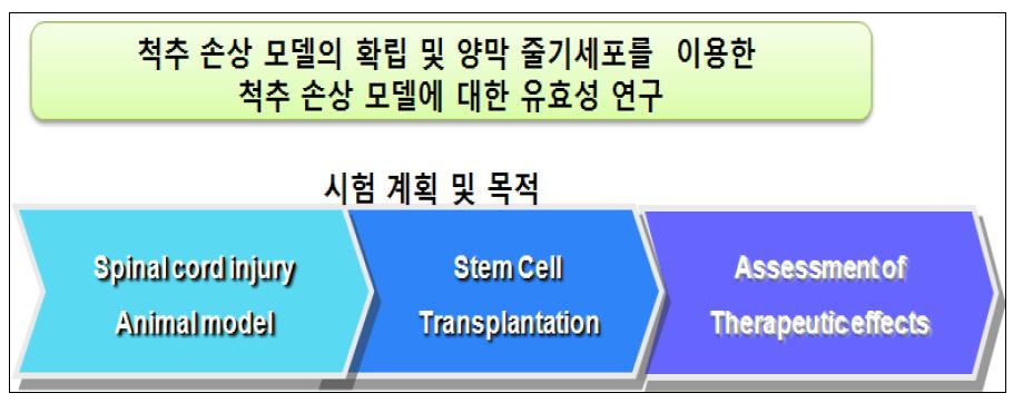 척수 손상 동물 모델을 이용한 시험의 개요