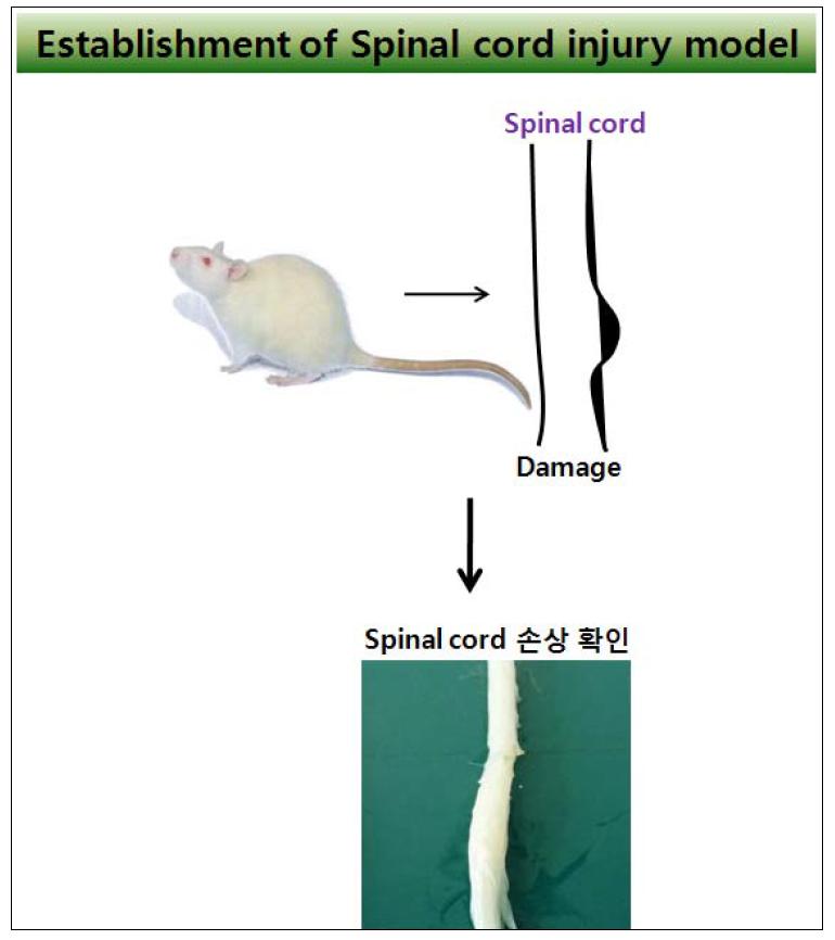 랫드를 이용한 척수 손상 동물 모델